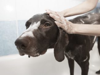 Recourir au service d’un toiletteur canin : est-ce nécessaire ?
