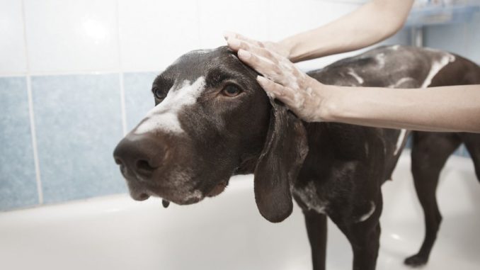 Recourir au service d’un toiletteur canin : est-ce nécessaire ?