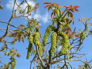 taille-arbre-fruitier