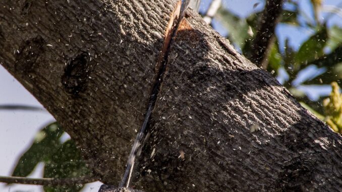 Lélagage des arbres de grande taille techniques et équipements