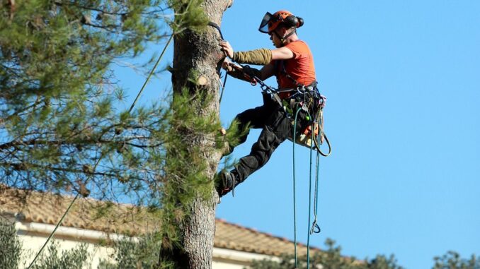 Les erreurs à éviter lors de l'élagage des arbres