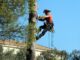 Les erreurs à éviter lors de l'élagage des arbres