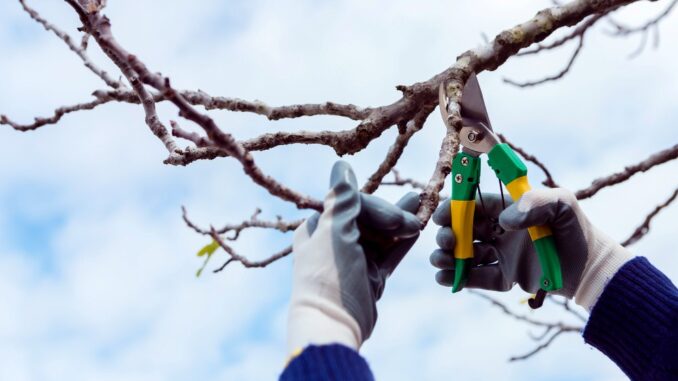 Outils essentiels pour réussir l'élagage de vos arbres en toute sécurité