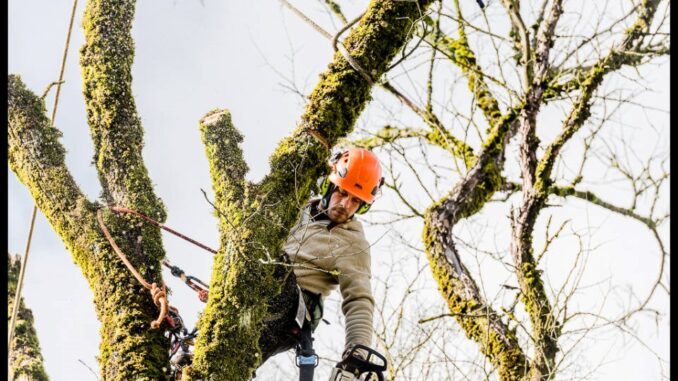 Quels sont les meilleures périodes pour élaguer vos arbres